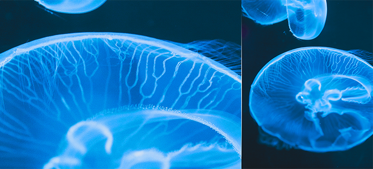 Hisense Infinity H60 LITE - 2MP Macro Camera - mobile